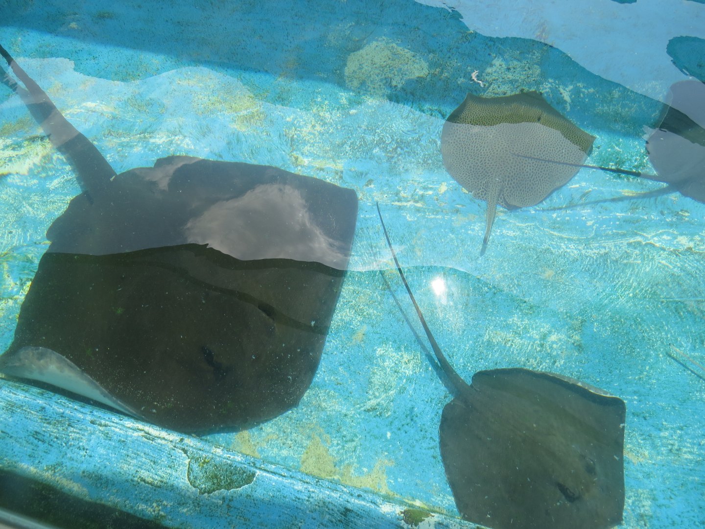 Manila 0cean Park -  stingray touch pool