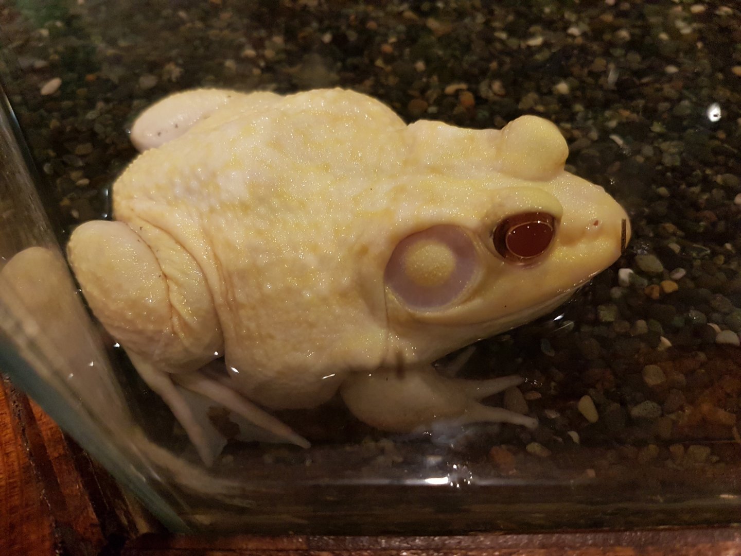 manila ocean park - Albino Bullfrog