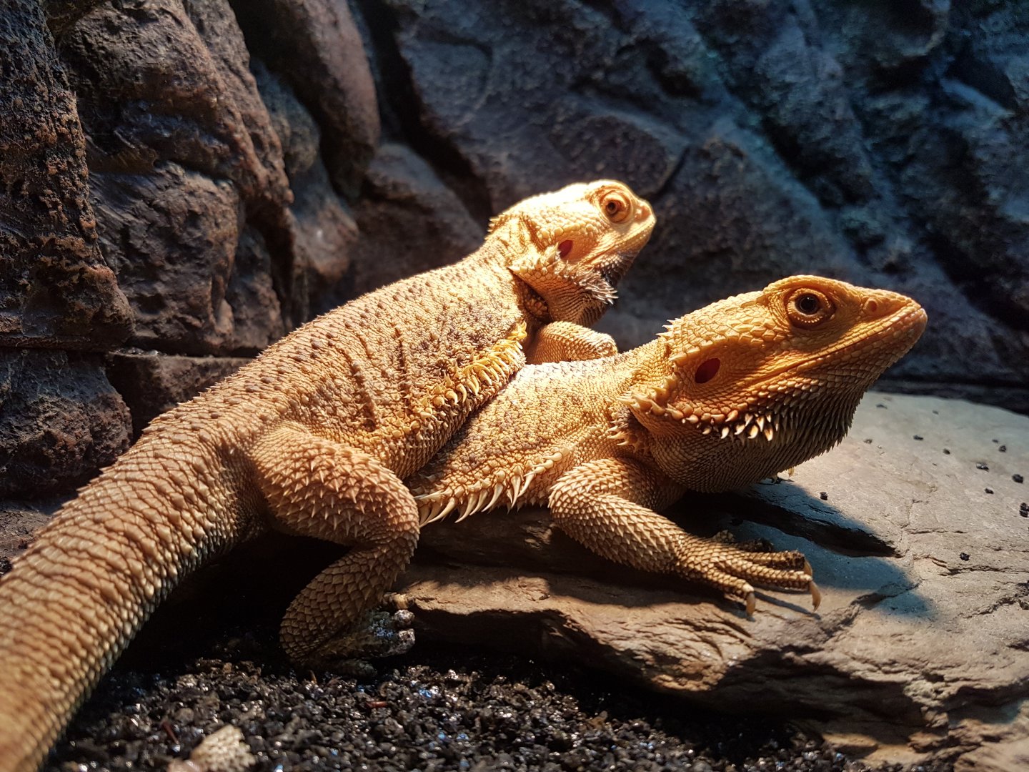Manila Ocean Park - Bearded Dragon