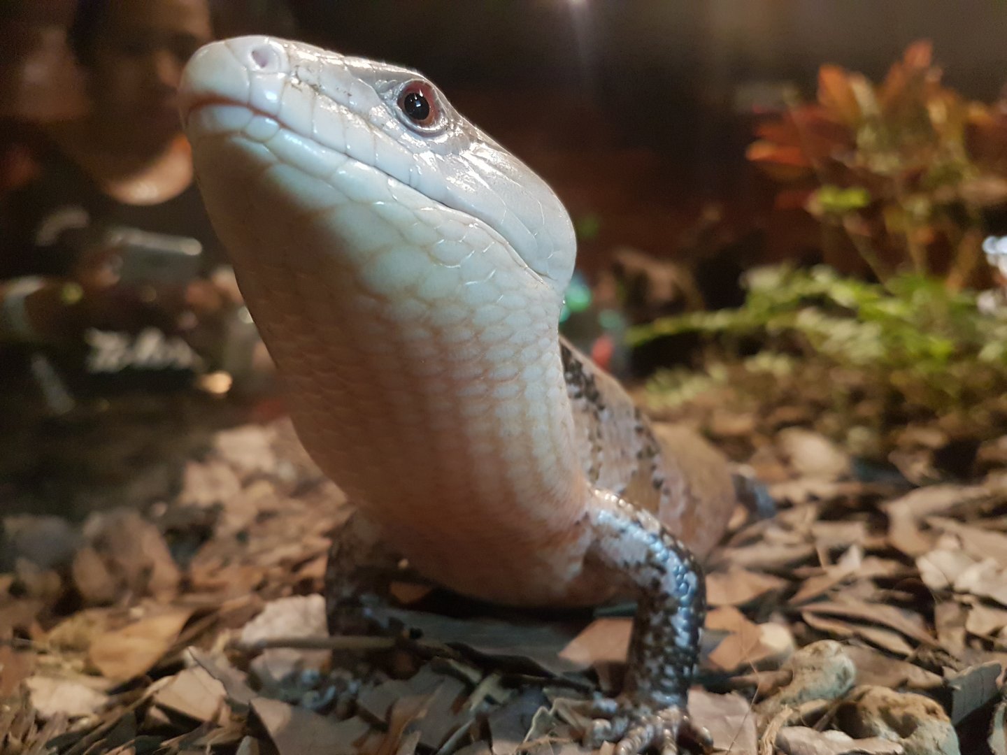 Manila Ocean Park - Blue-Tongued Skink Upclose