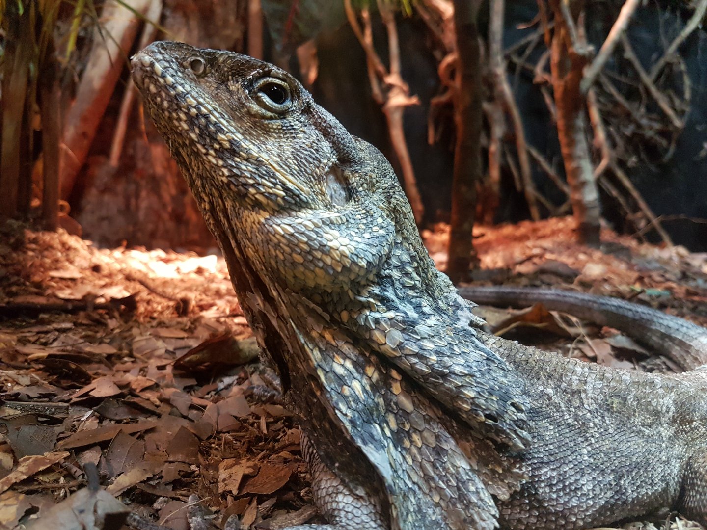 manila ocean park - Frilled Lizard