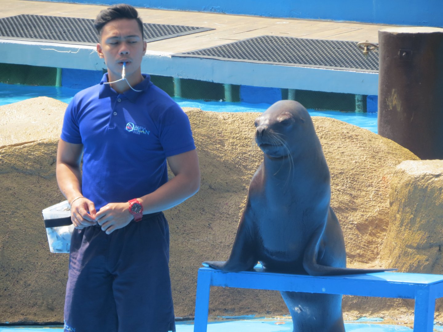 Manila Ocean Park - Sea Lion Show