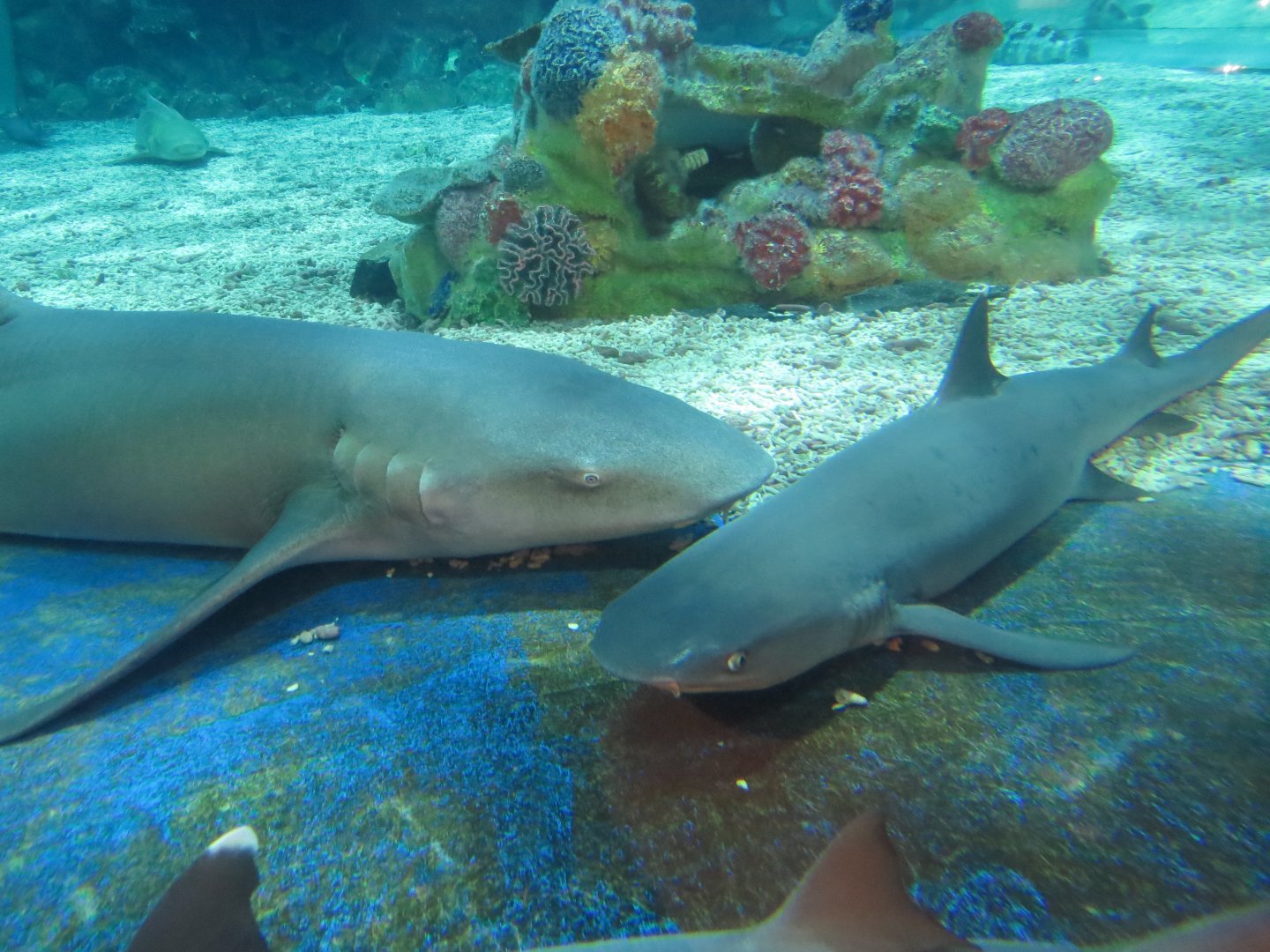 Manila Ocean Park - Sleeping sharks