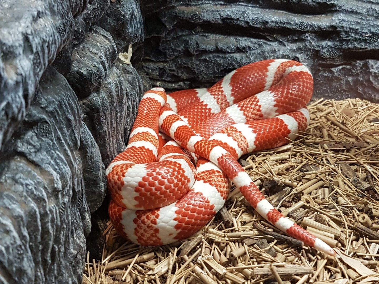 manila ocean park - Tangerine Albino Honduran Milk Snake