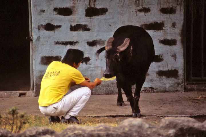 Manila Zoo 1981 - Tamarau !