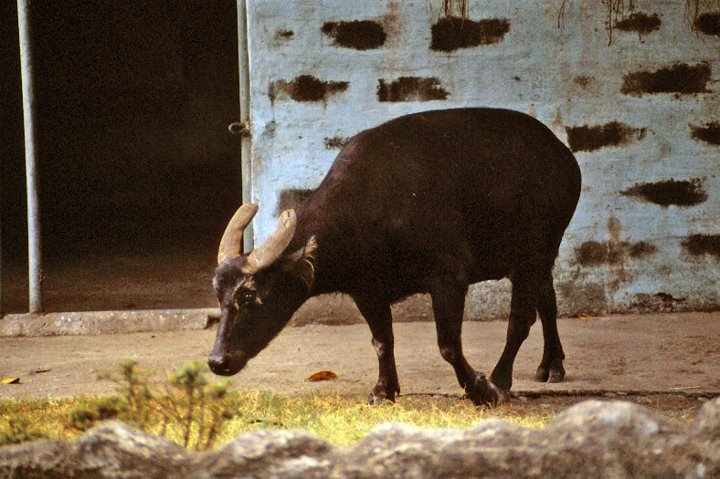 Manila Zoo 1981 - Tamarau !