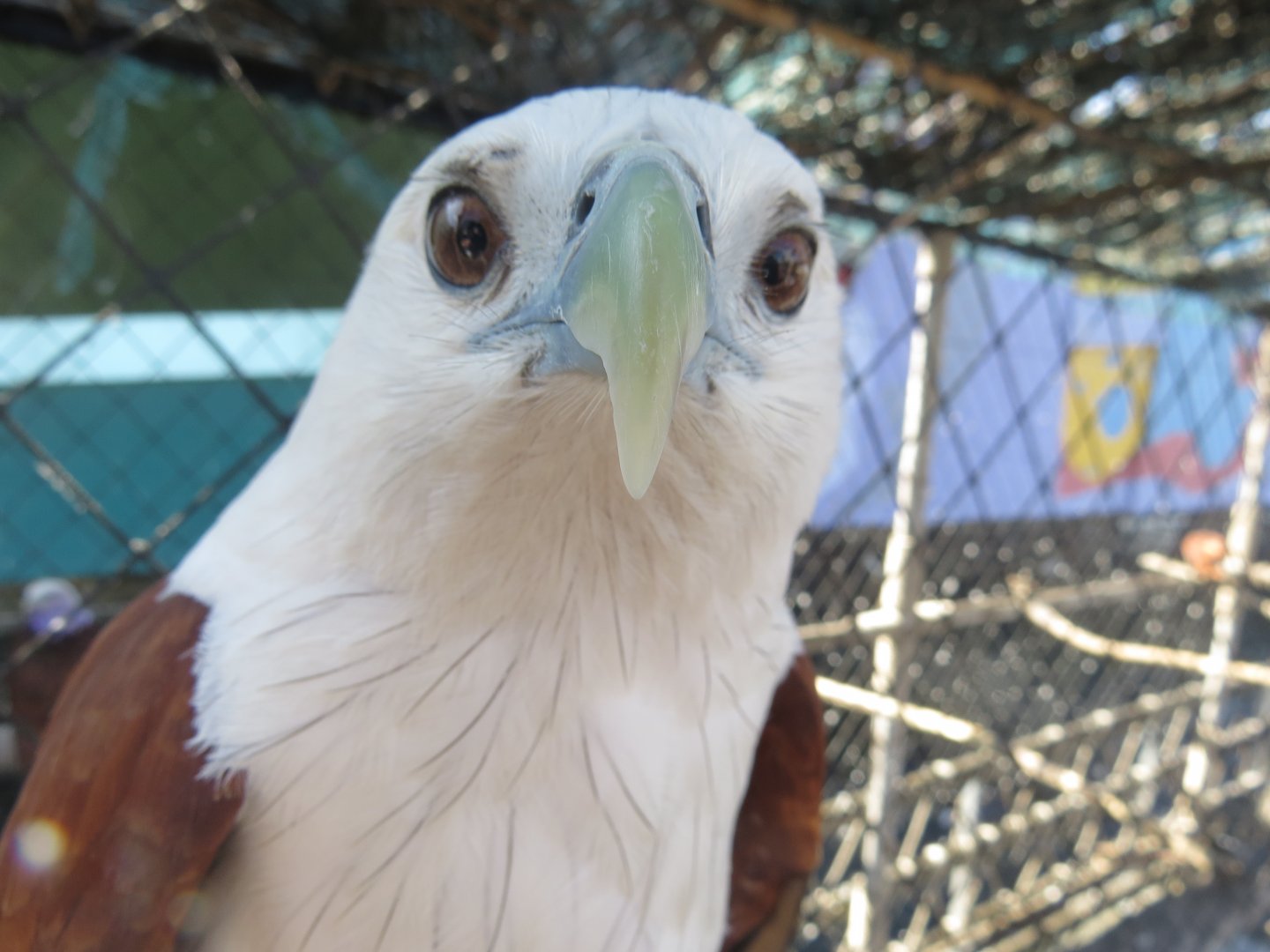 Manilla Ocean Park - Brahminy Kite