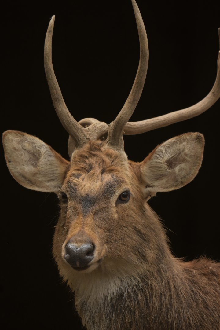 Manipur brow-antlered deer Panolia eldii eldii