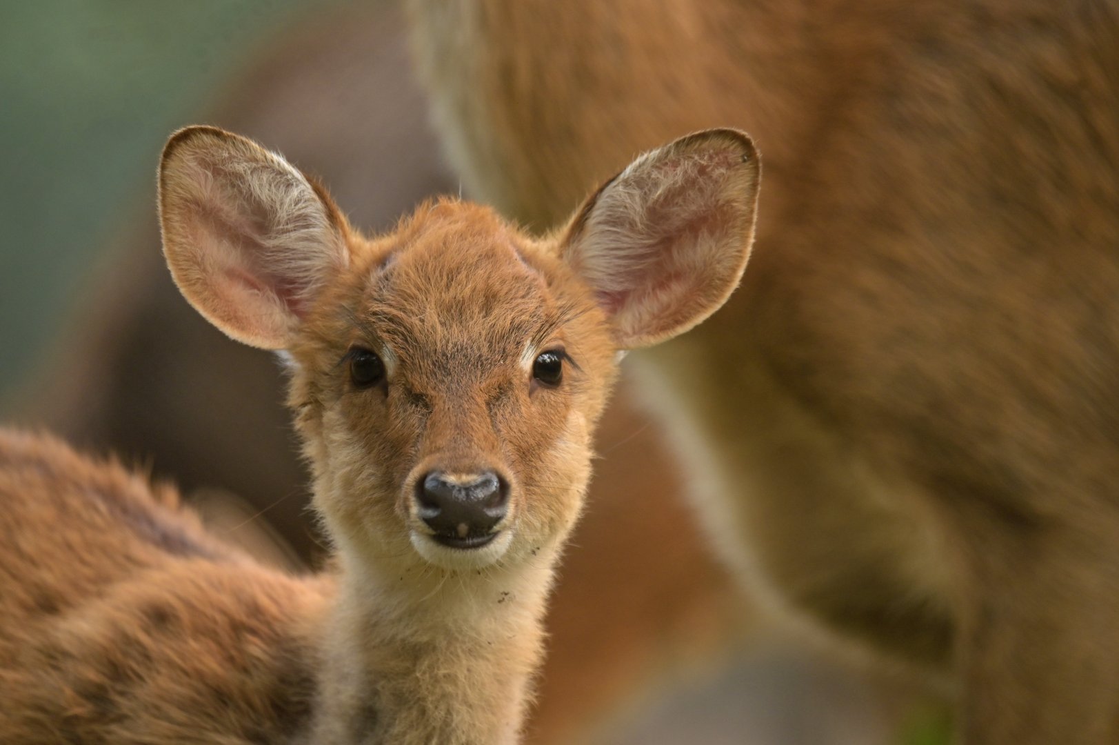 Manipur brow-antlered deer Panolia eldii eldii