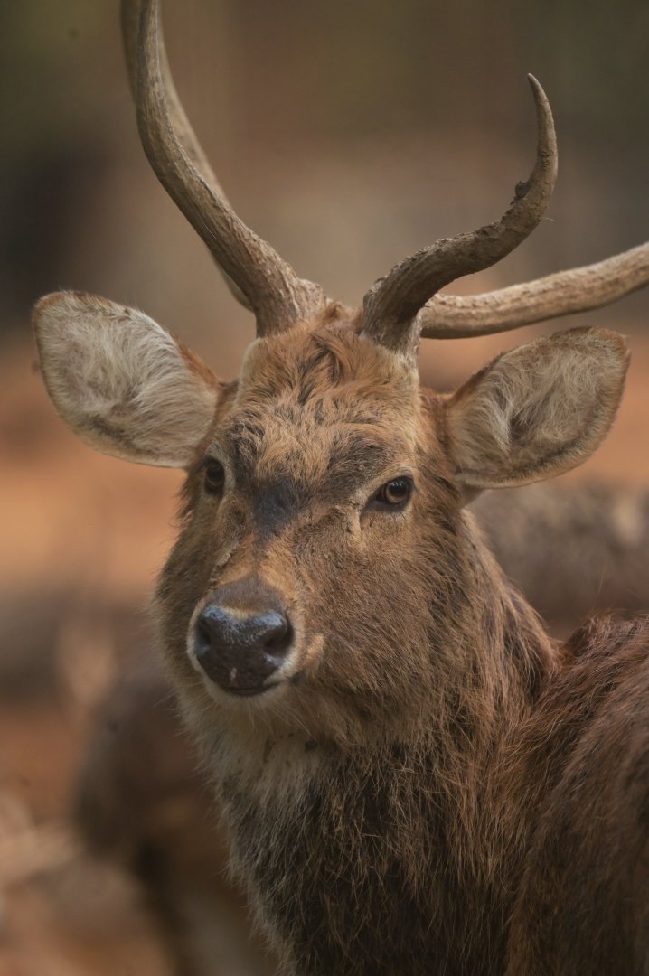 Manipur brow-antlered deer Panolia eldii eldii