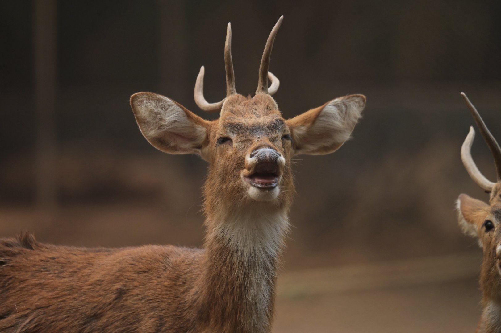 Manipur brow antlered deer Panolia eldii eldii