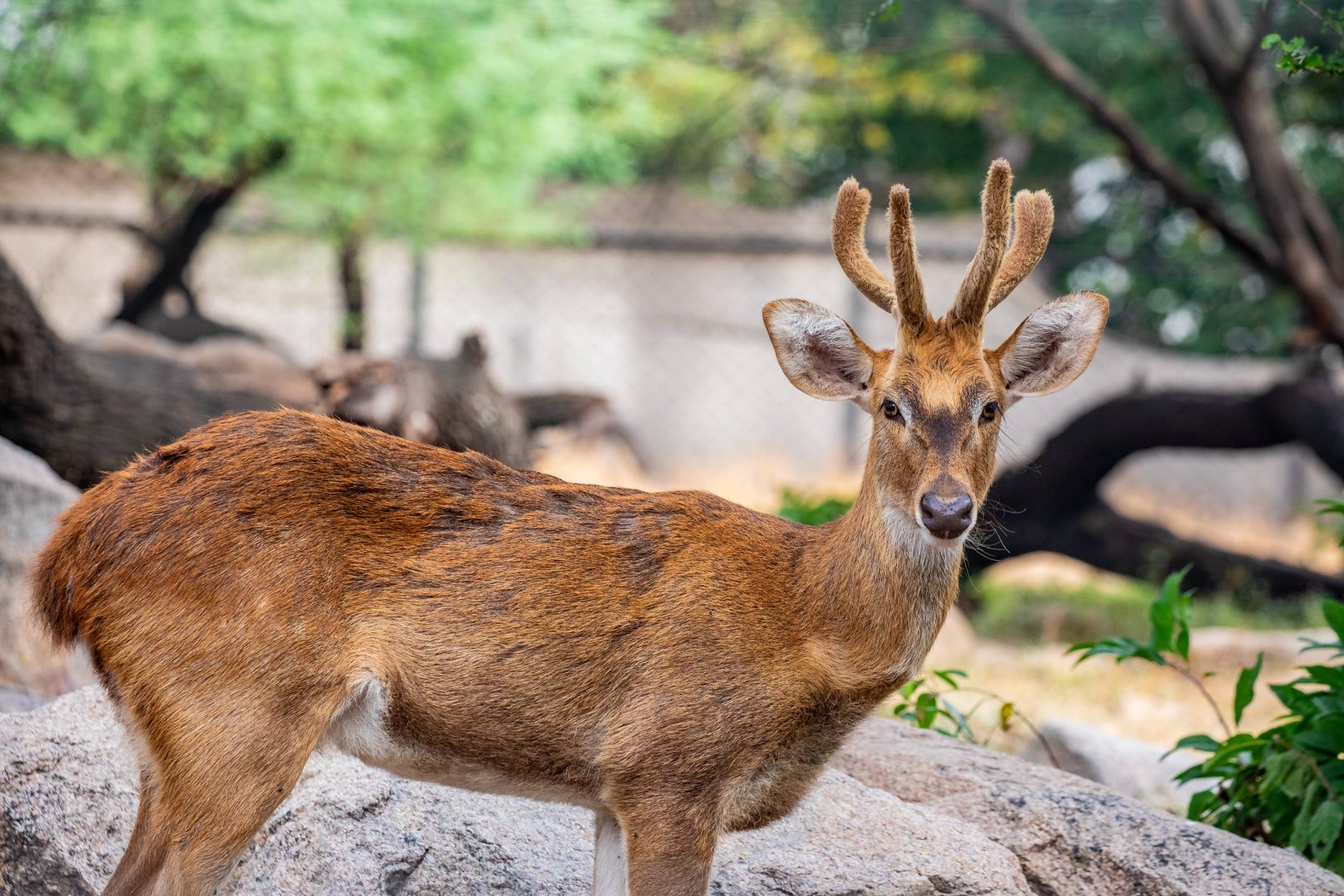 Manipuri brow-antlered deer (Rucervus eldii eldii)