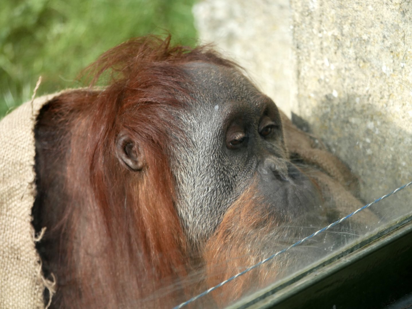Manis, old hybrid orangutan (Pongo sp.)