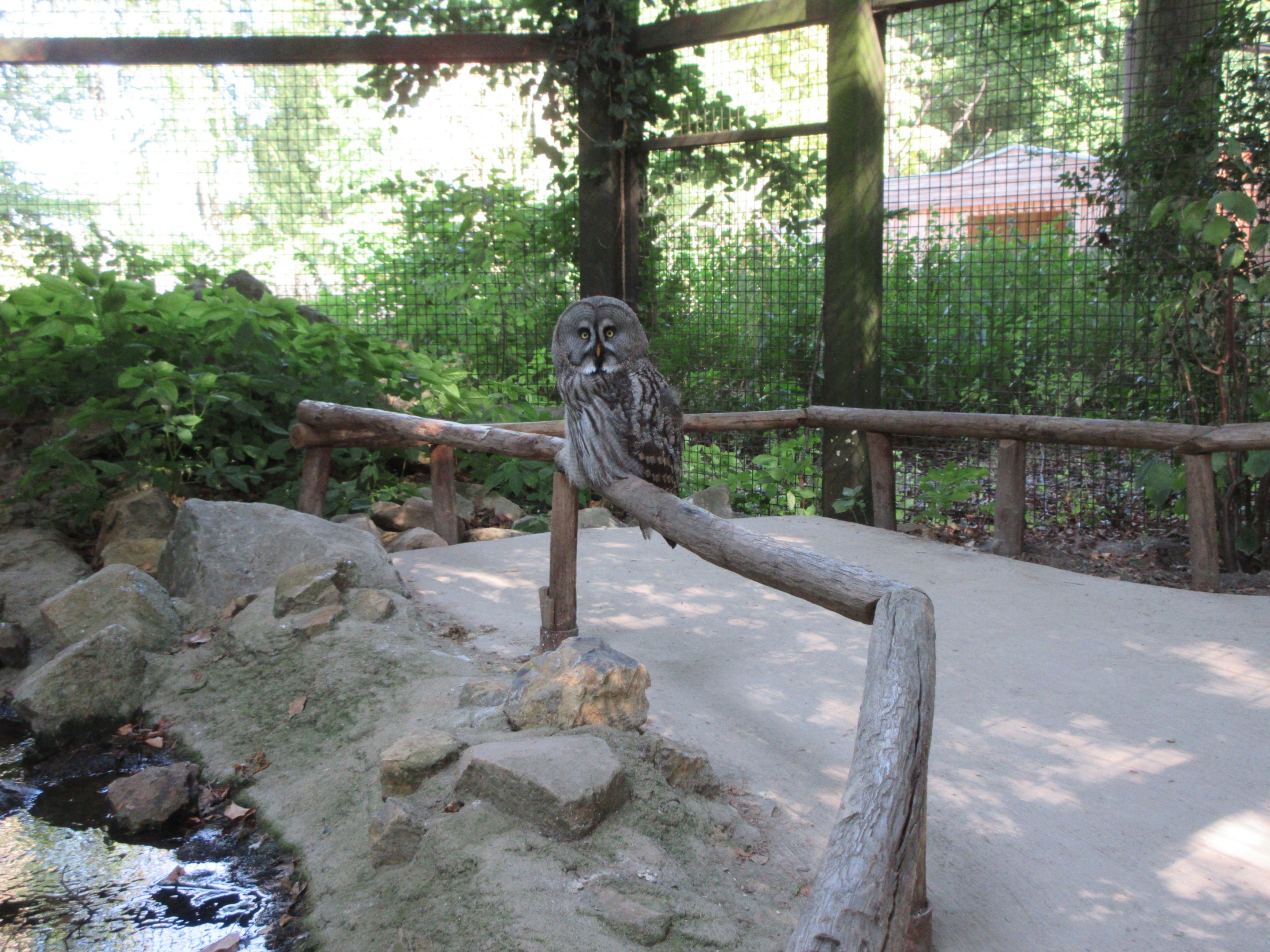 Manitoba - Great Grey Owl Aviary