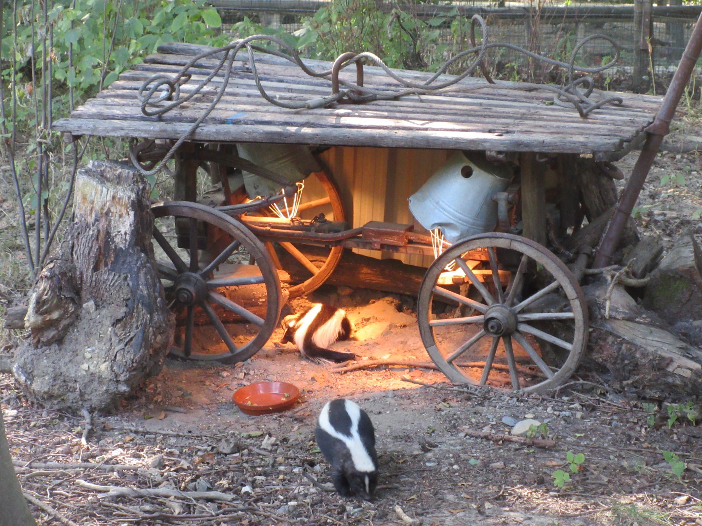 Manitoba - Striped Skunks