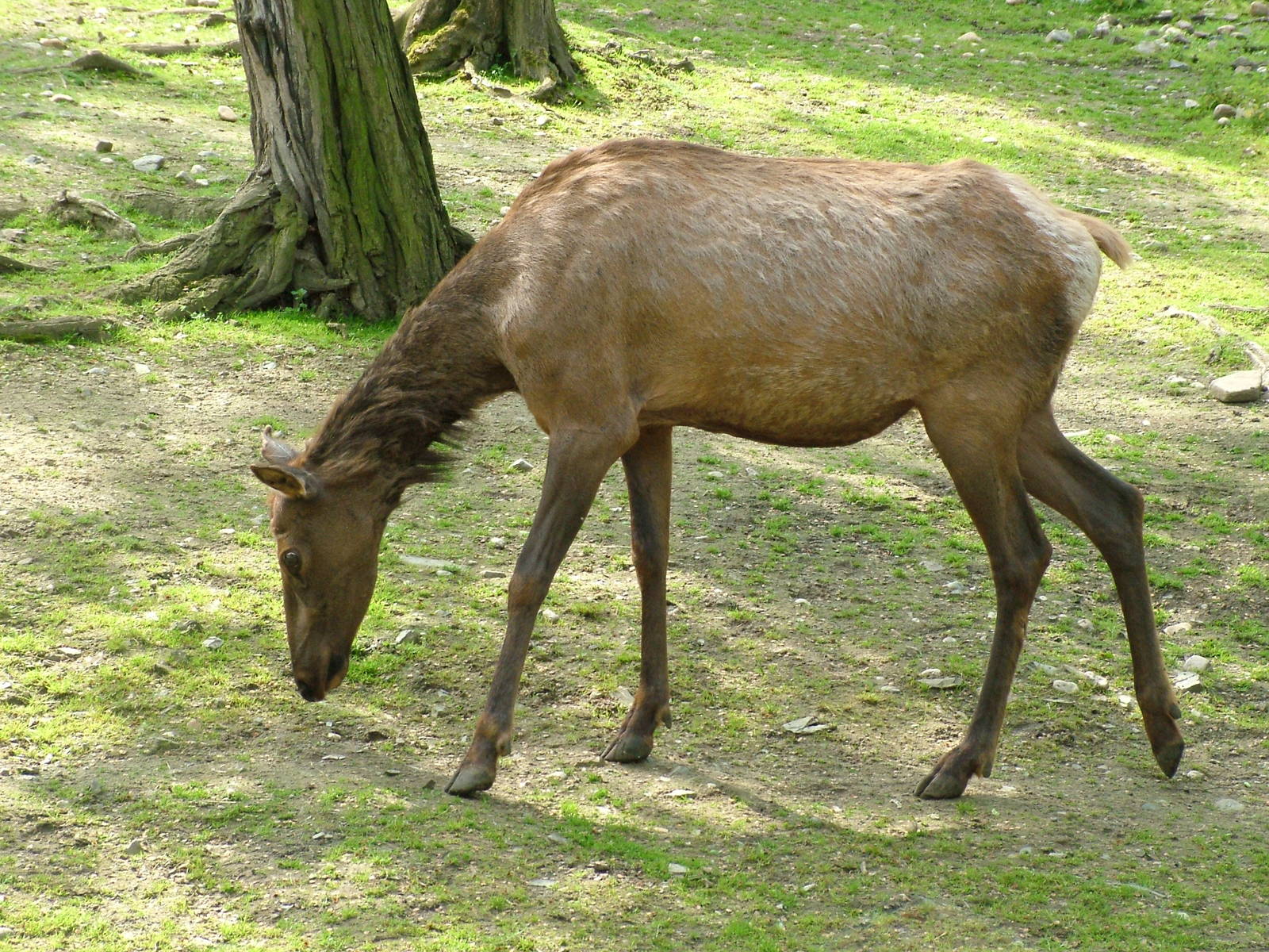 Manitoba Wapiti at Prague, 24/05/10