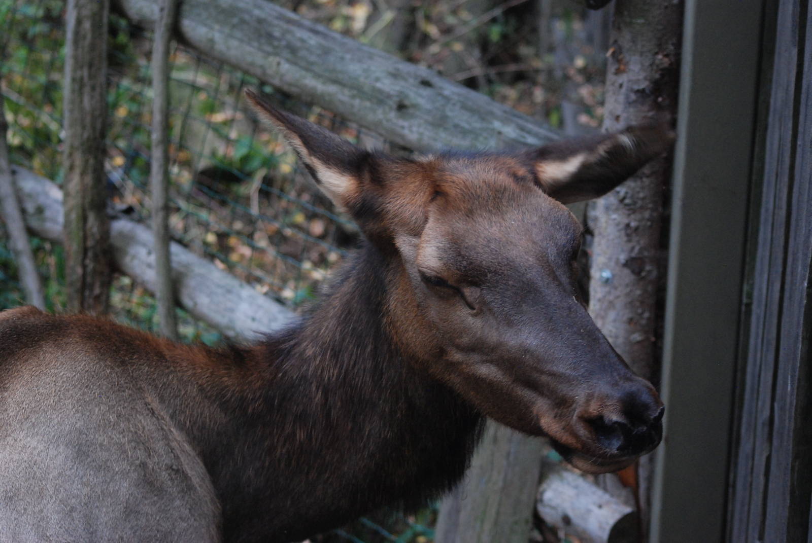 Manitoba Wapiti at Prague, 25/08/12