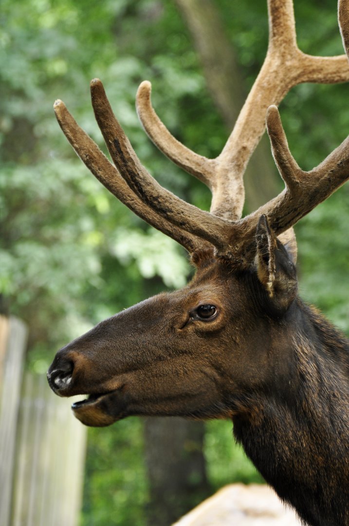 Manitoba wapiti (Cervus canadensis manitobensis)