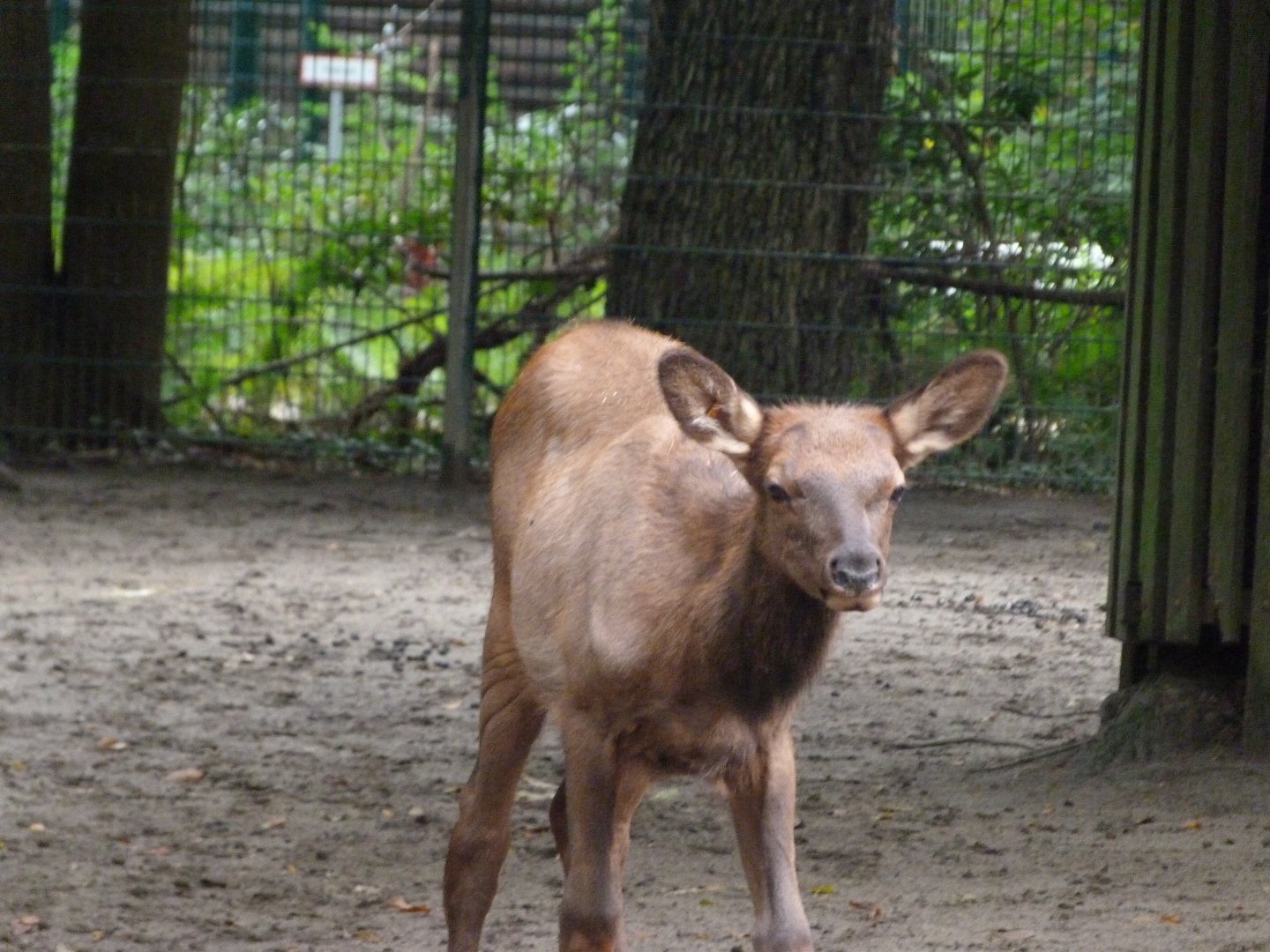 Manitoba wapiti -Tierpark Berlin (2024)