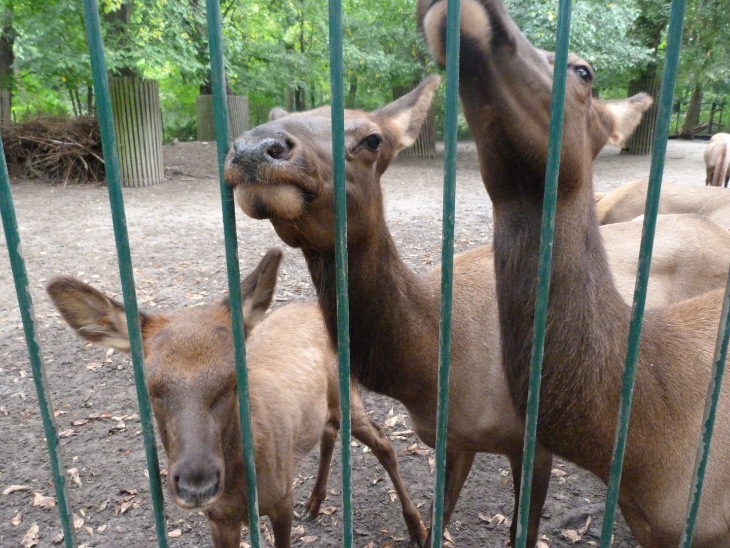 Manitoba wapiti -Tierpark Berlin (2024)