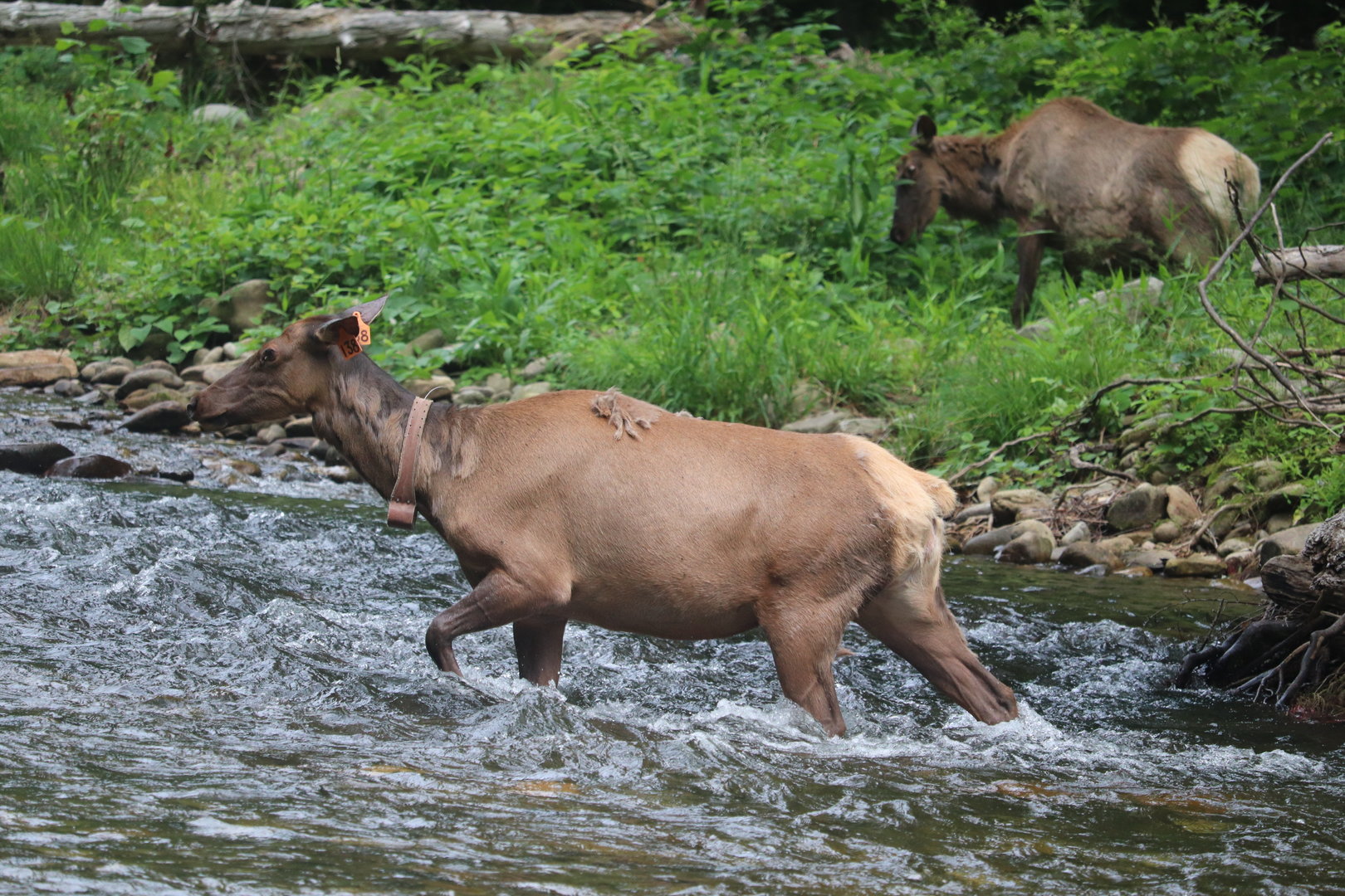 Manitoban Elk