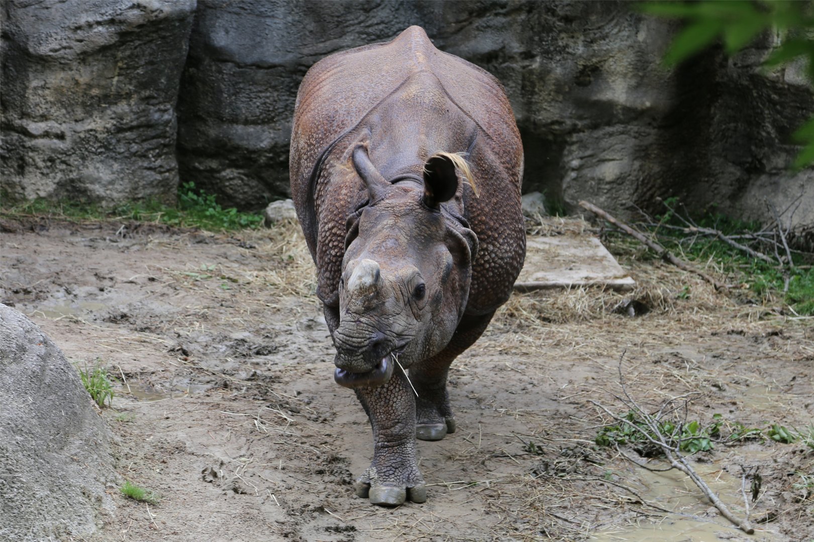 Manjula the Indian Rhinoceros, June 2015