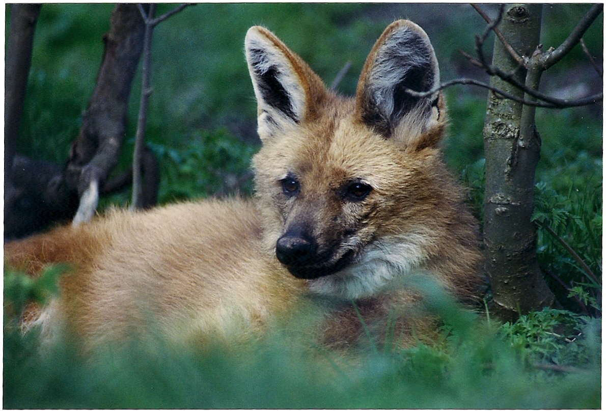 MANNED WOLF 4 YEARS AGO