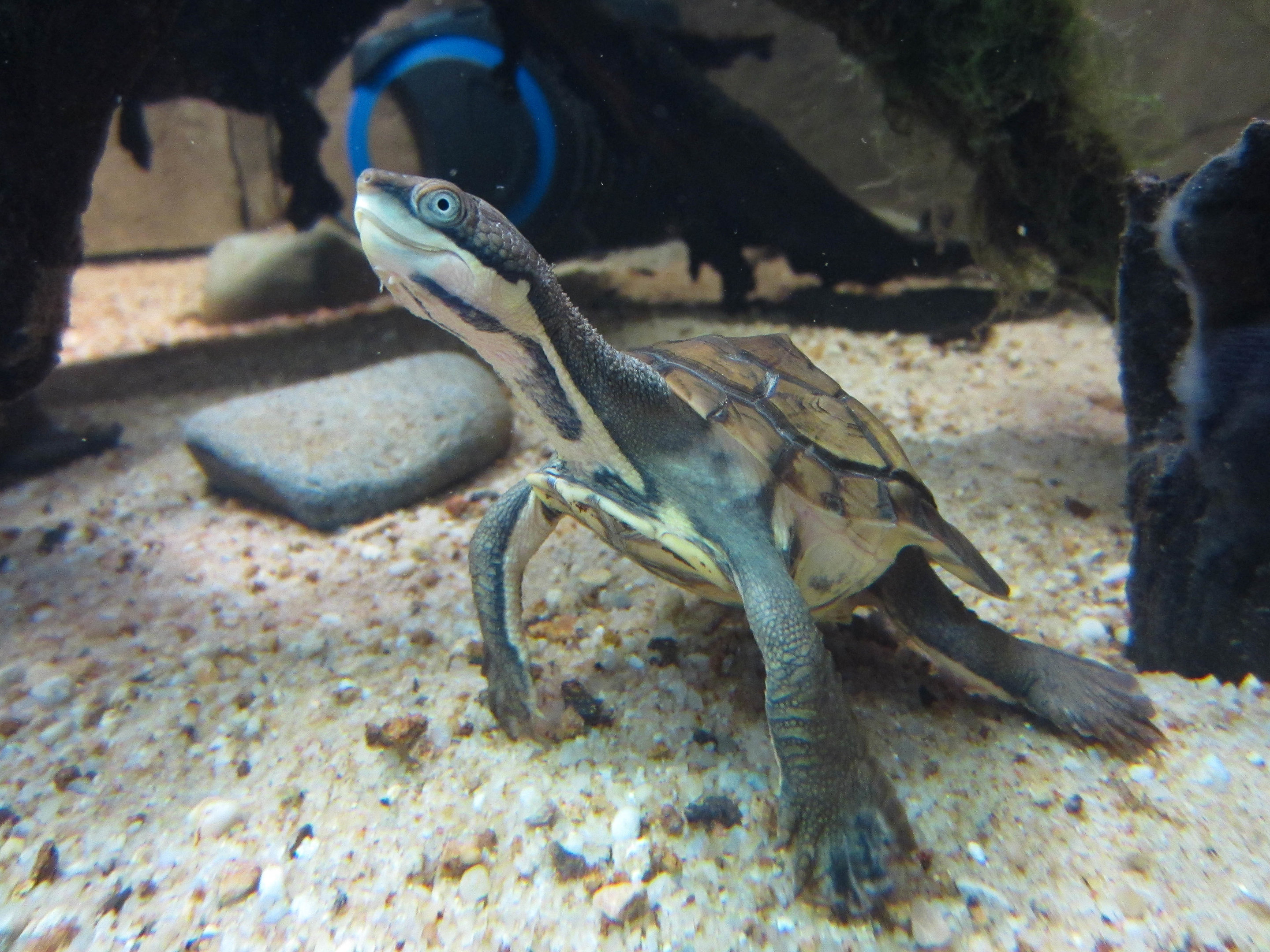 Manning River Turtle