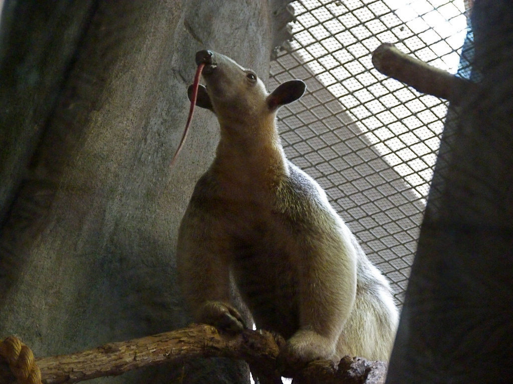 Manny, Male Southern Tamandua
