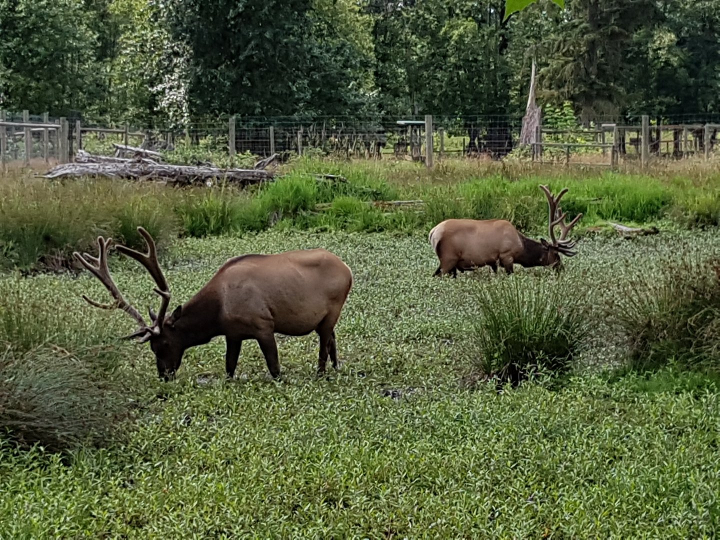 Manny & Manoah - American Elks