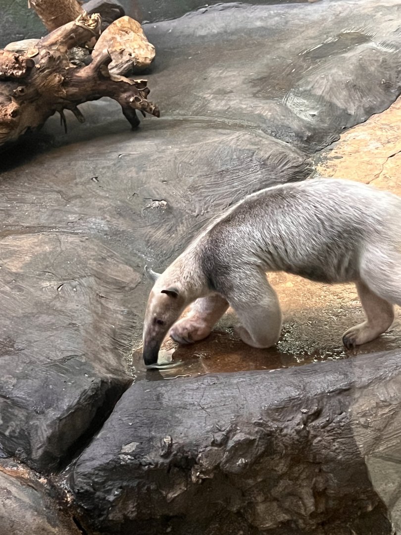 Manny the male Southern tamandua