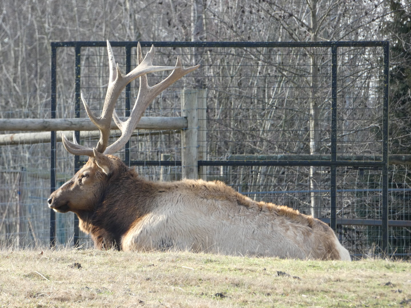 Manoah (American elk)