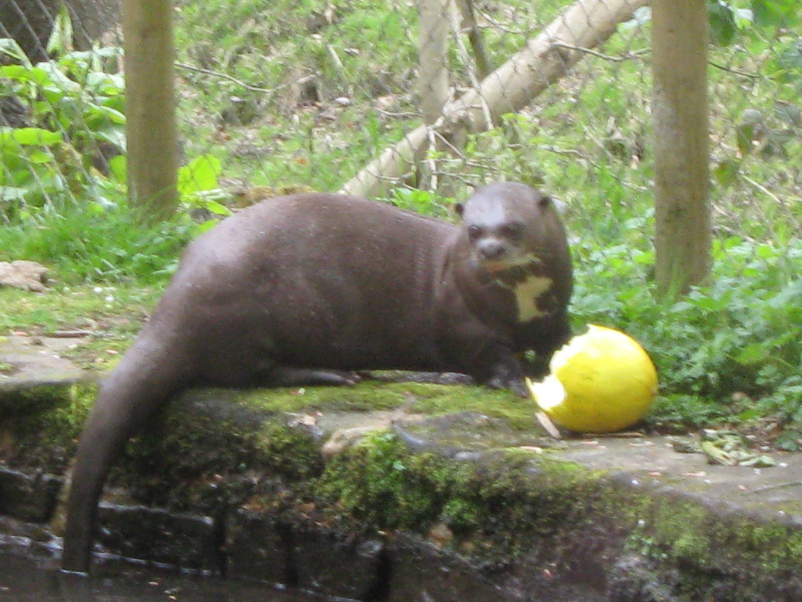 Manoki and his melon 15.5.10