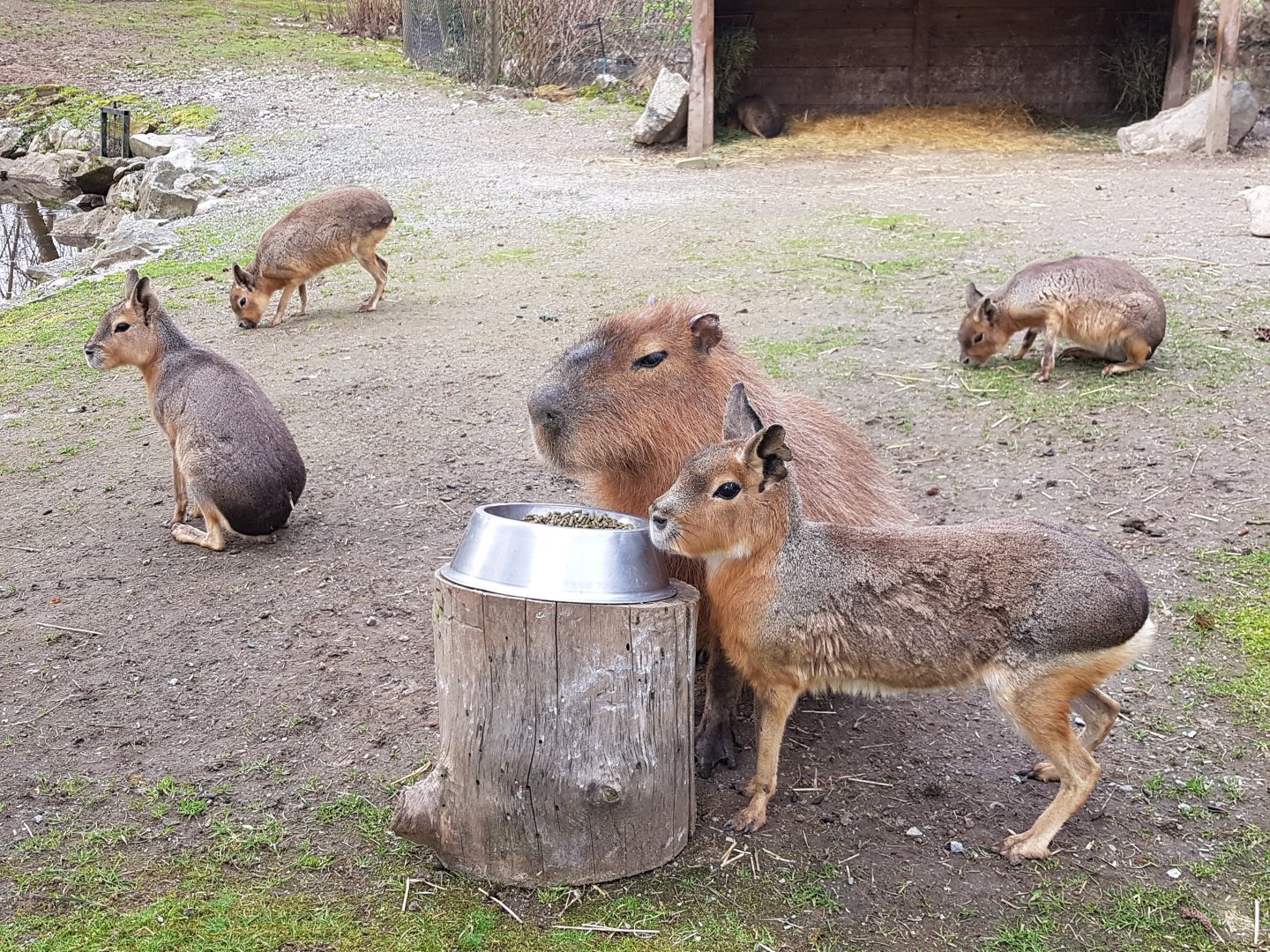 Manola, Mila, Snickers, Marigold, & Marissa (Patagonian Maras & Capybara)