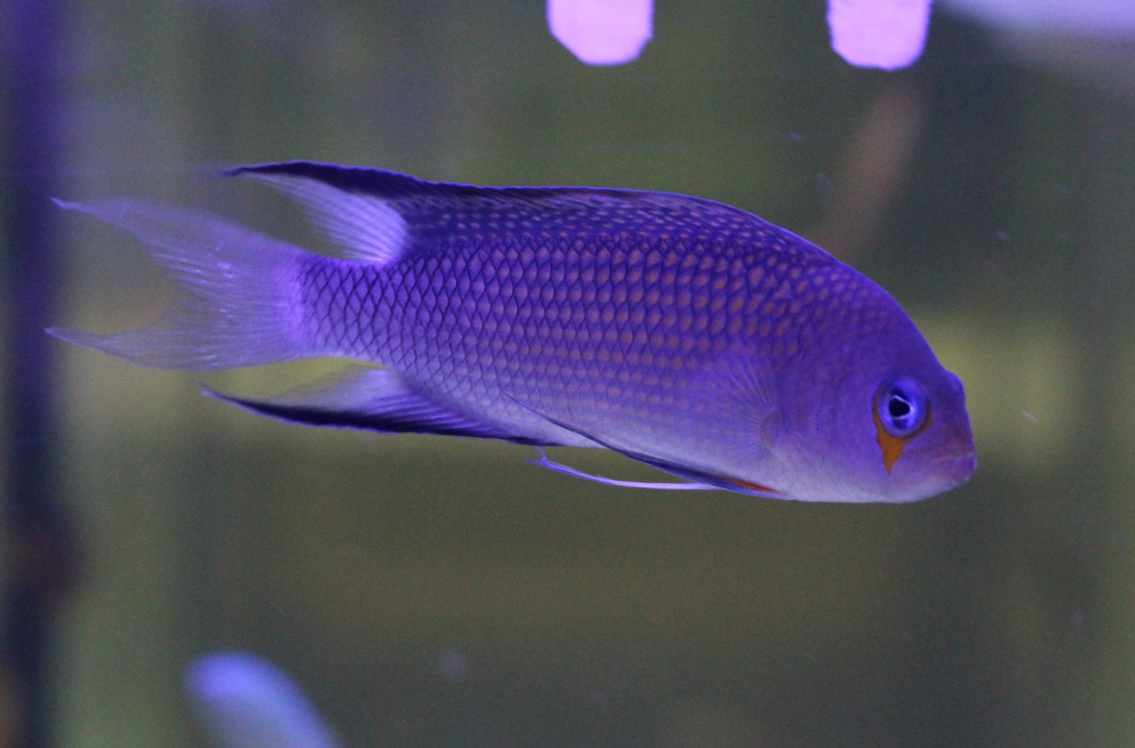 Manonichthys polynemus
