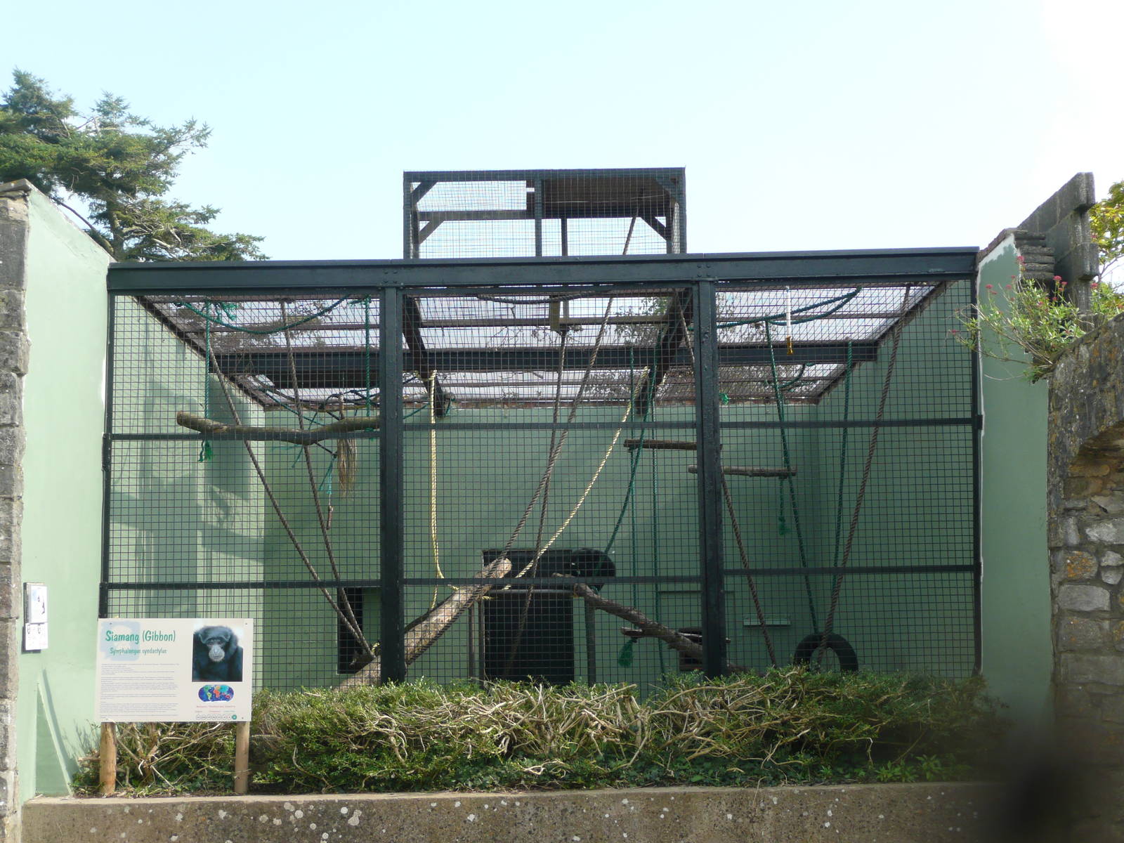 Manor House Wildlife Park siamang cage