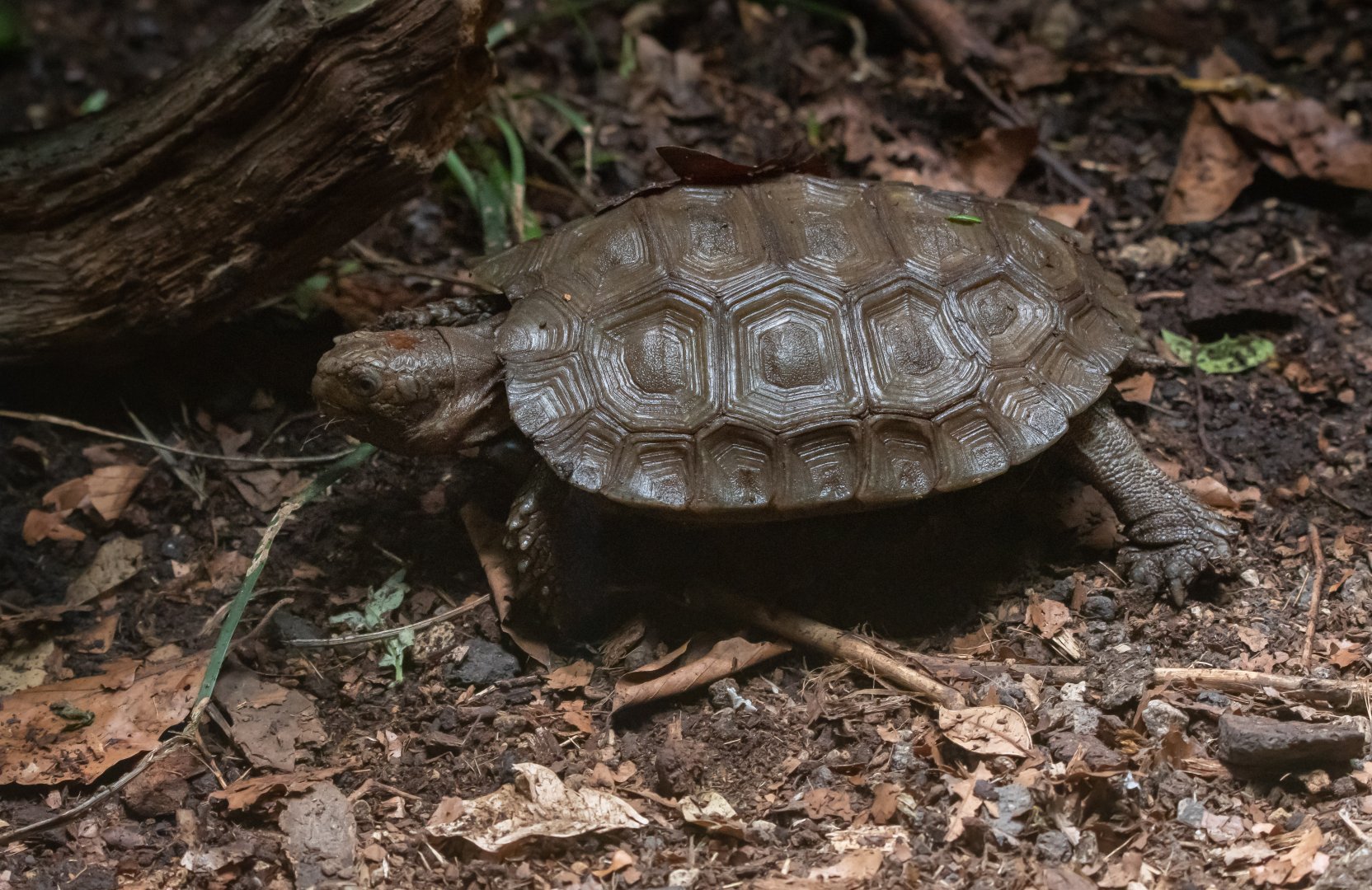 Manouria emys emys? - Tierpark Berlin