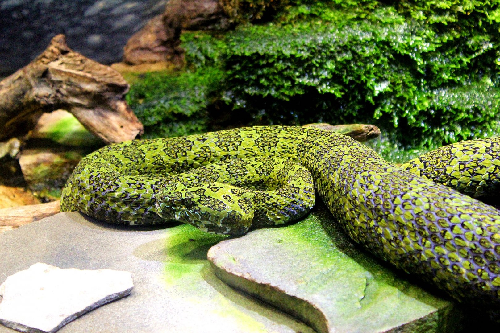 Manshang Pit Viper - Herpetarium