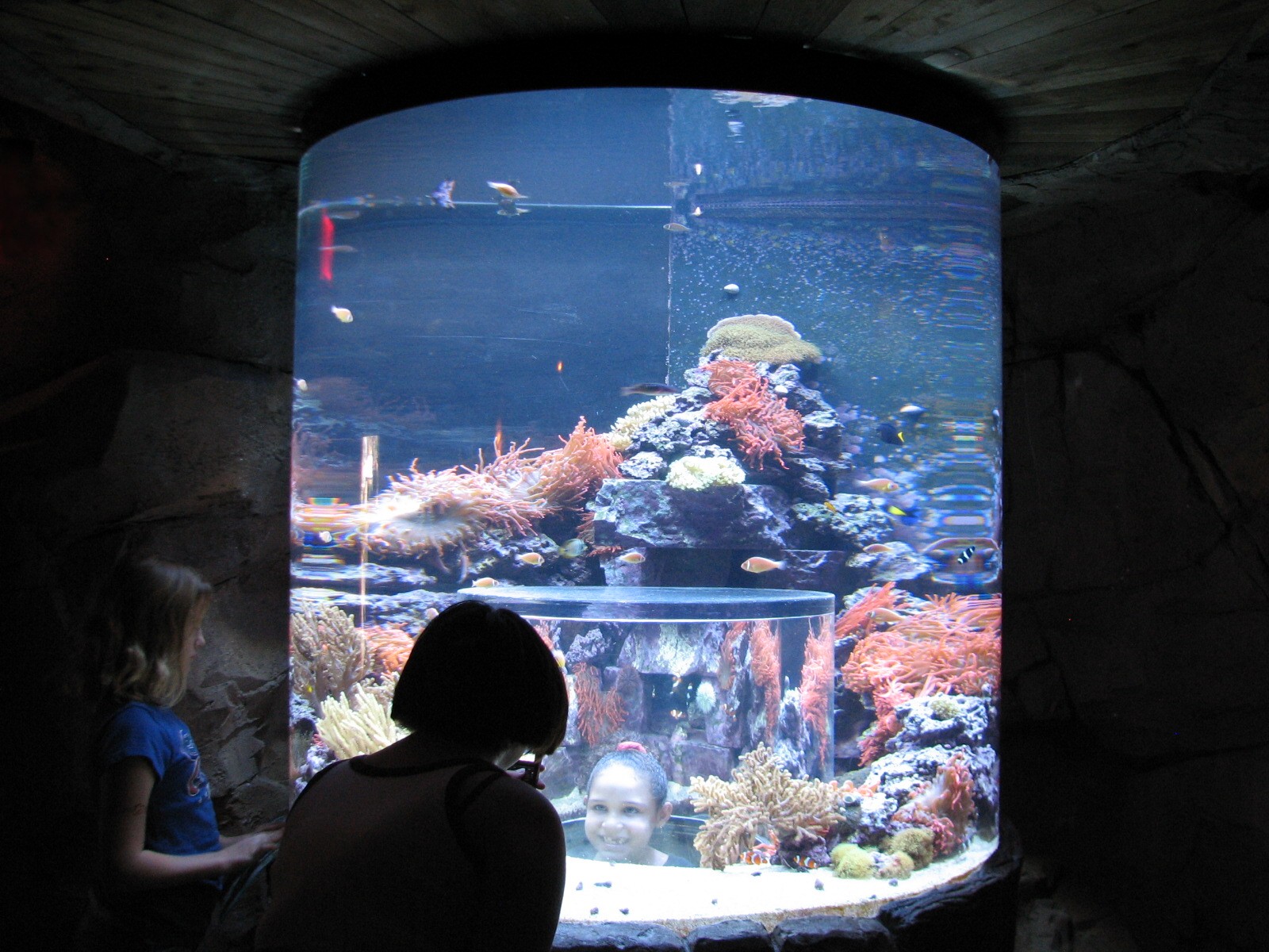 Manta Aquarium - Clownfish Exhibit with Popup Window