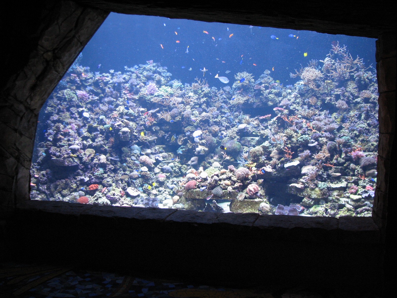 Manta Aquarium - Coral Reef