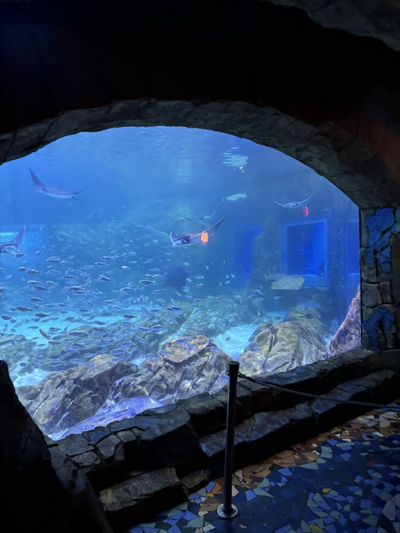 Manta Aquarium from ride que