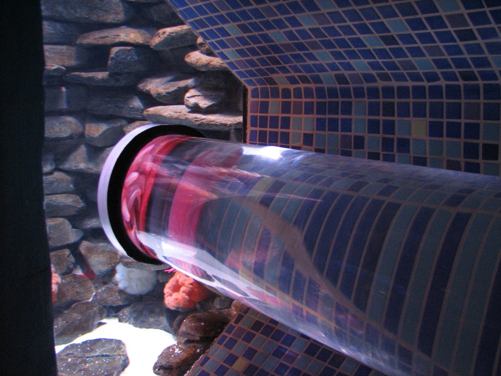 Manta Aquarium - Giant Pacific Octopus Exhibit Tube