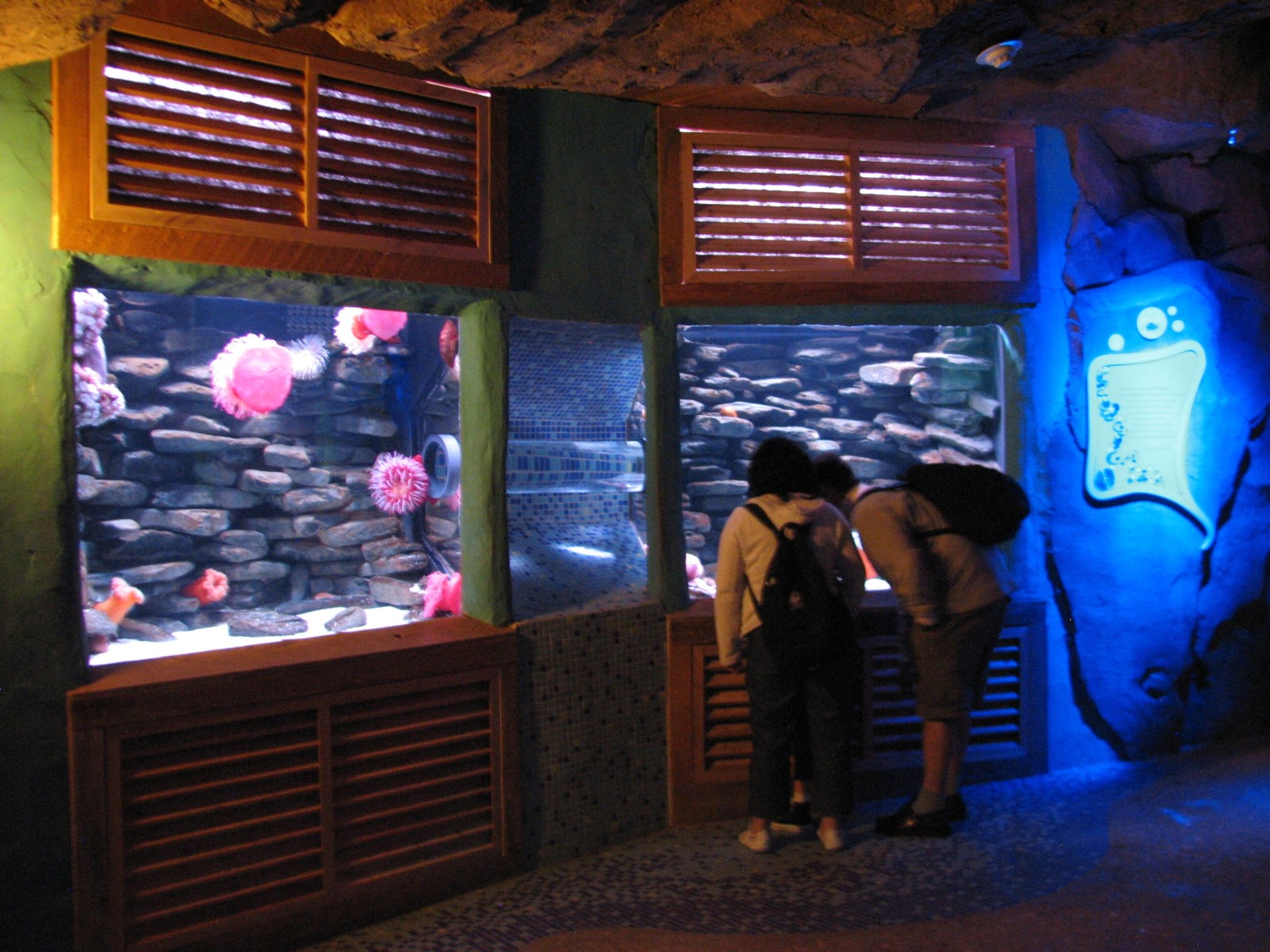 Manta Aquarium - Giant Pacific Octopus Exhibit