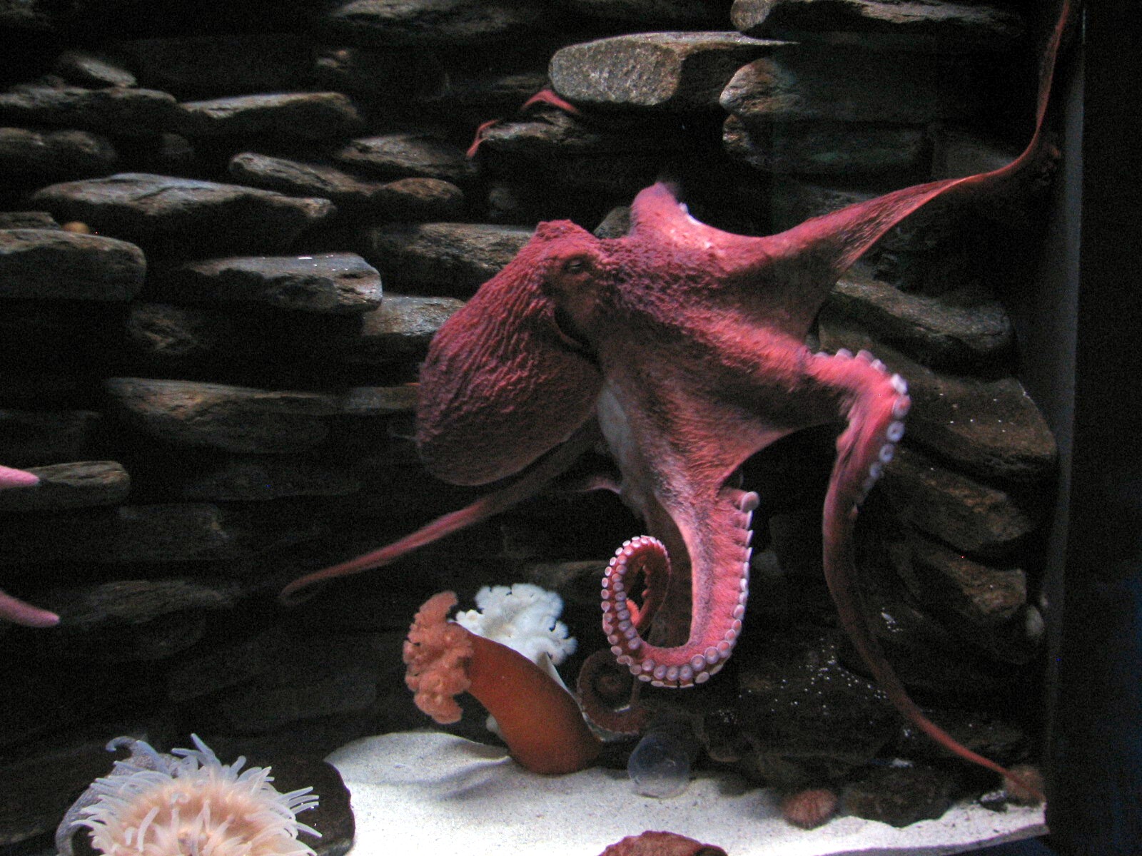 Manta Aquarium - Giant Pacific Octopus