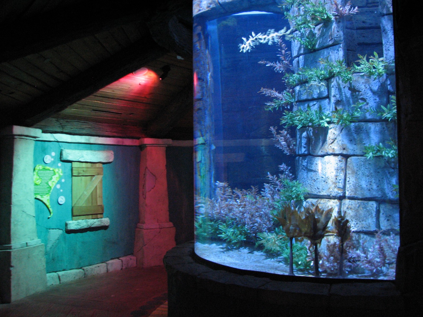 Manta Aquarium - Leafy Sea Dragon Exhibit