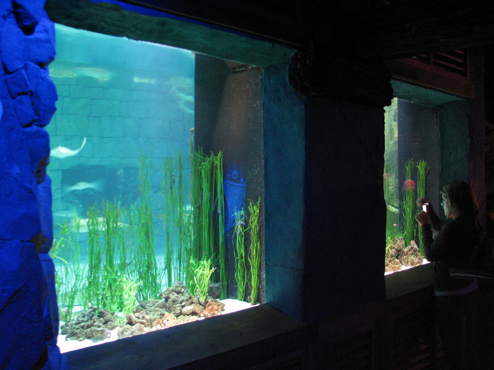 Manta Aquarium - Lined Seahorse and Pipefish Exhibits