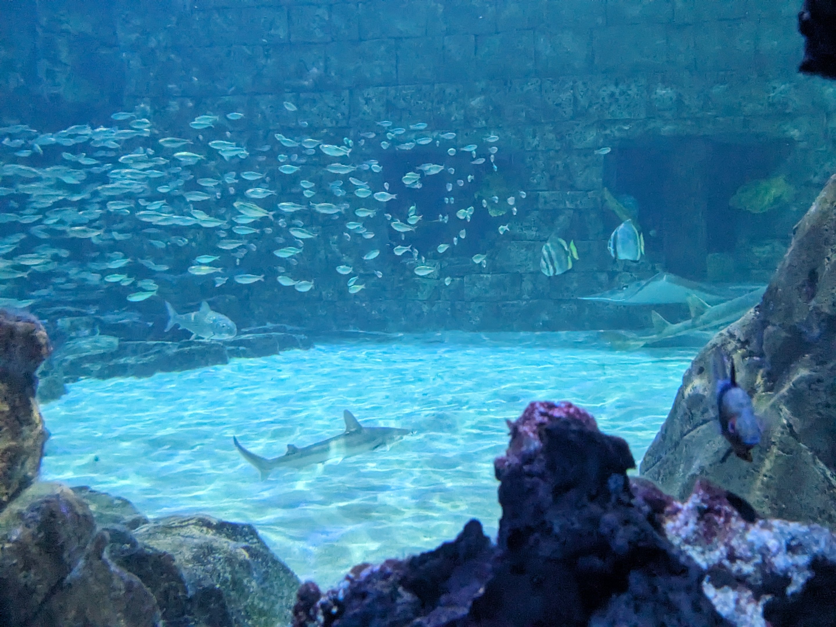 Manta Aquarium - Main tank