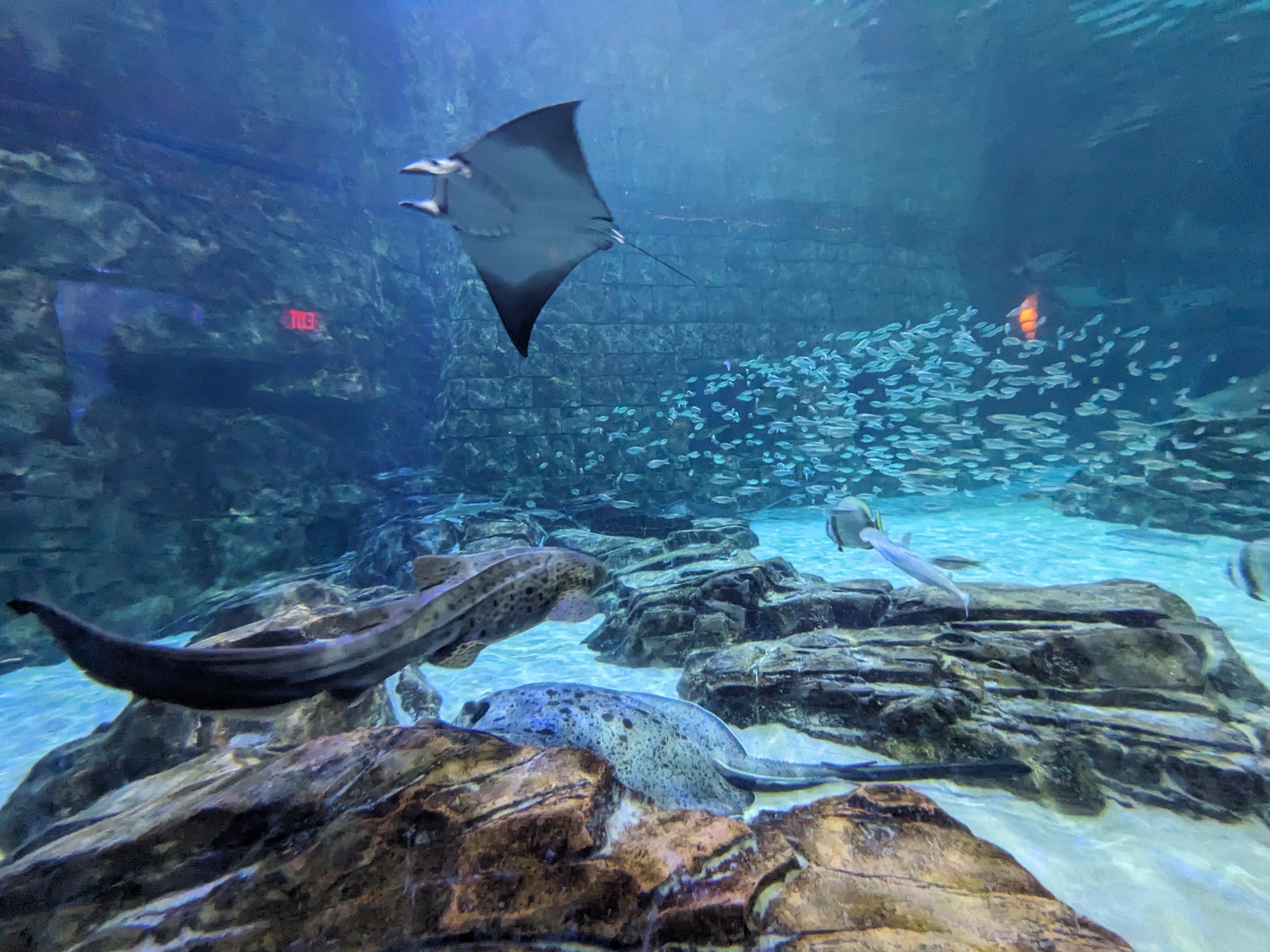 Manta Aquarium - Main tank