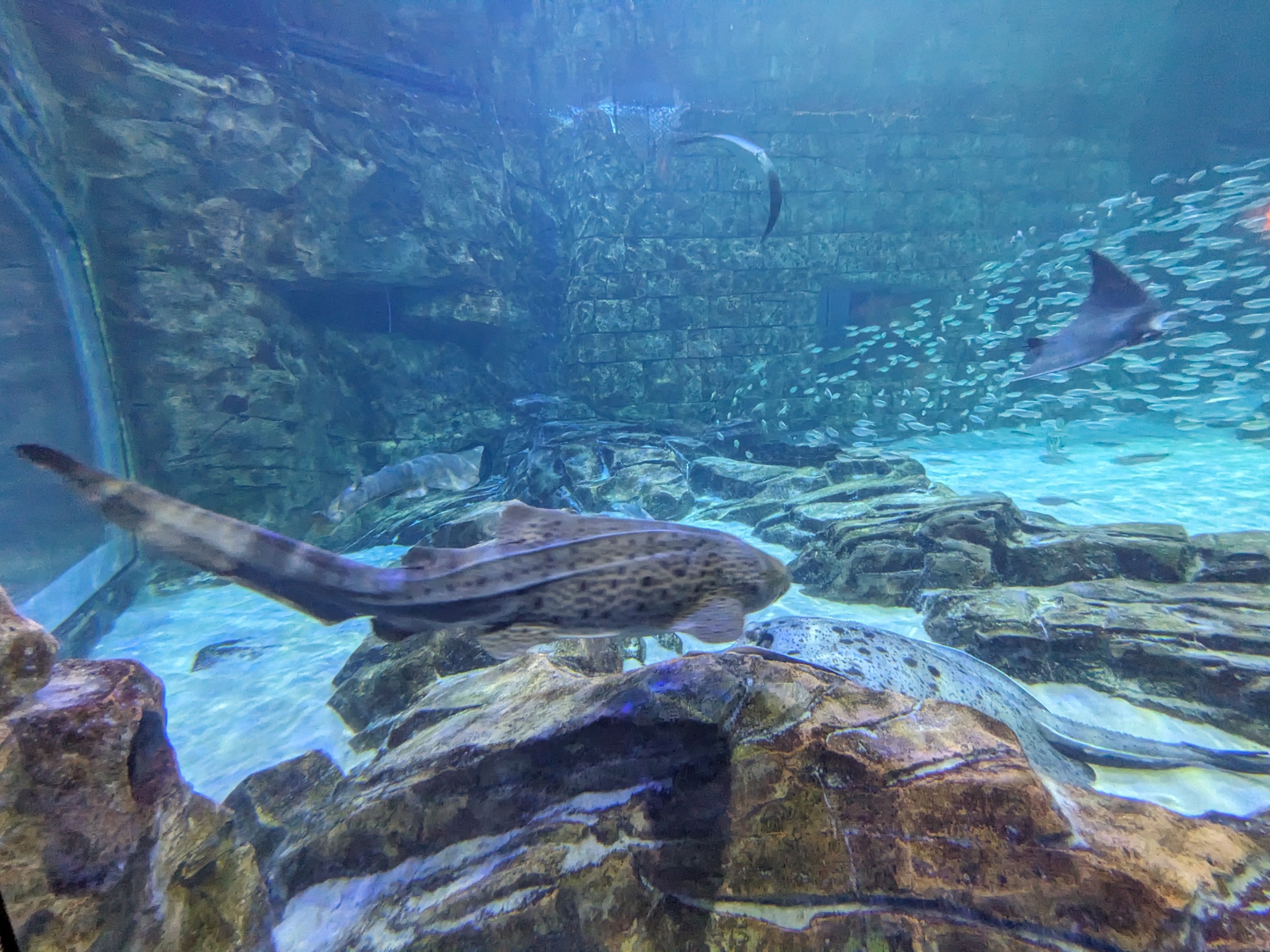 Manta Aquarium - Main tank