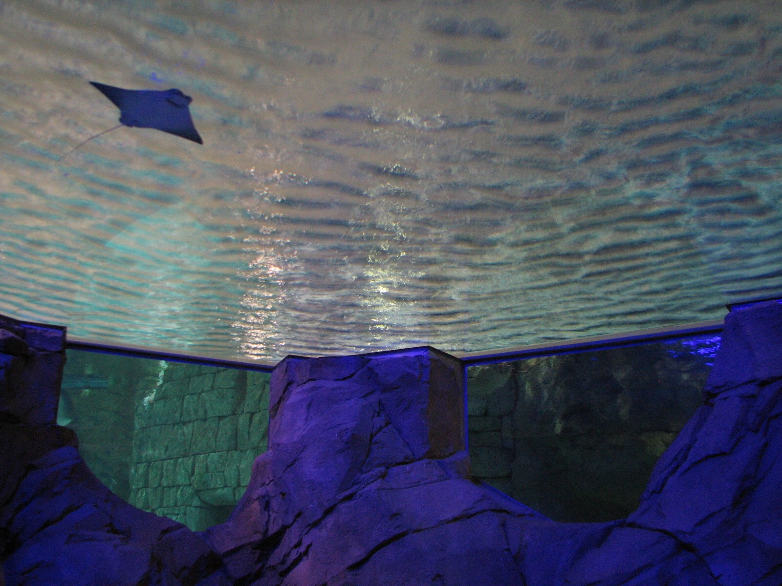 Manta Aquarium - Ray Exhibit